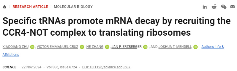 特異性tRNA通過募集CCR4-NOT復合物翻譯核糖體來促進mRNA衰變 特異性tRNA通過募集CCR4-NOT復合物翻譯核糖體來促進mRNA衰變