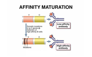 《Nature》讓B細胞“儲存”成功突變,打造HIV等高效抗體疫苗 《Nature》讓B細胞“儲存”成功突變,打造HIV等高效抗體疫苗