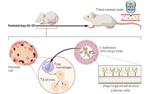 Science:嬰兒時期接觸抗生素可能會增加患1型糖尿病的風險 Science:嬰兒時期接觸抗生素可能會增加患1型糖尿病的風險
