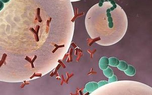 Immunity:科學家開發出EB病毒的研究性單抗 Immunity:科學家開發出EB病毒的研究性單抗