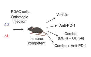 Nature Cancer公布一種新的基于CRISPR的技術，可以切割癌癥基因組并研究拷貝數的變化
