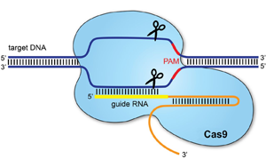 PNAS:基于CRISPR/cas9的基因驅動可以抑制農業害蟲 PNAS:基于CRISPR/cas9的基因驅動可以抑制農業害蟲