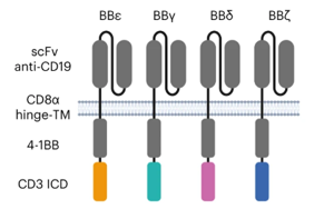 Nature Immunology:利用CD3多樣性來解決CAR-T耗竭問題 Nature Immunology:利用CD3多樣性來解決CAR-T耗竭問題