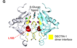 抗真菌蛋白DECTIN-1可用于自身免疫疾病和癌癥治療 抗真菌蛋白DECTIN-1可用于自身免疫疾病和癌癥治療