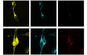 PNAS:脂肪酸調(diào)節(jié)脂質(zhì)生物合成的新途徑 PNAS:脂肪酸調(diào)節(jié)脂質(zhì)生物合成的新途徑