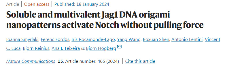 可溶性多價Jag1DNA折疊納米模板在沒有外力作用下激活細胞受體Notc 可溶性多價Jag1DNA折疊納米模板在沒有外力作用下激活細胞受體Notc