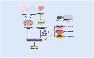 Cell Stem Cell:SARS-CoV-2可以感染多巴胺神經元,導致衰老 Cell Stem Cell:SARS-CoV-2可以感染多巴胺神經元,導致衰老