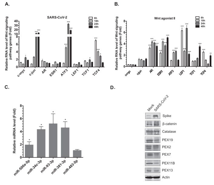 Wnt/β-連環蛋白信號通路相關基因在SARS-CoV-2感染期間上調 Wnt/β-連環蛋白信號通路相關基因在SARS-CoV-2感染期間上調