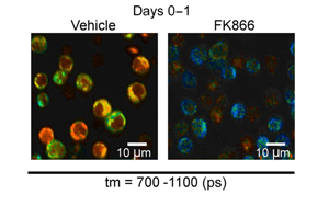 Science Immunology發現負責快速免疫反應的關鍵代謝過程 Science Immunology發現負責快速免疫反應的關鍵代謝過程