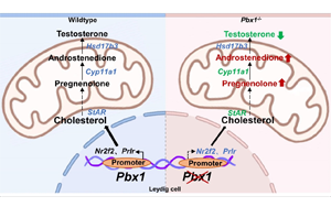 轉錄因子PBX1在調控間質細胞分化和精子發(fā)生中的關鍵作用 轉錄因子PBX1在調控間質細胞分化和精子發(fā)生中的關鍵作用