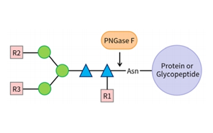 PNGase F——精準N糖分析工具,助力糖生物學研究 PNGase F——精準N糖分析工具,助力糖生物學研究