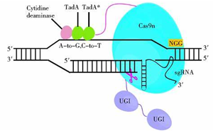 Nature Biotechnology:一種新的基因編輯系統(tǒng)可以治療復(fù)雜的疾病 Nature Biotechnology:一種新的基因編輯系統(tǒng)可以治療復(fù)雜的疾病